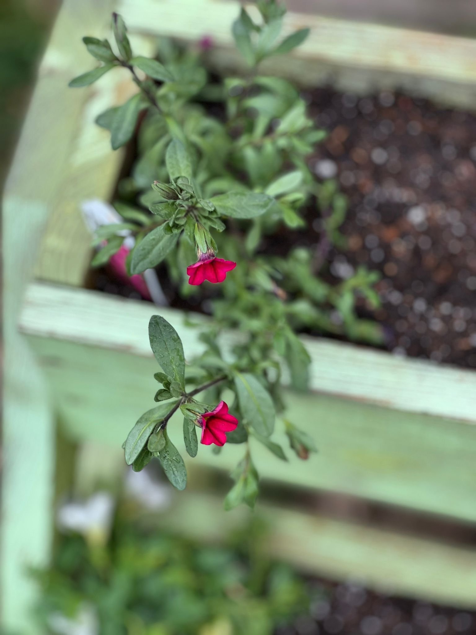 Seasonal Planting