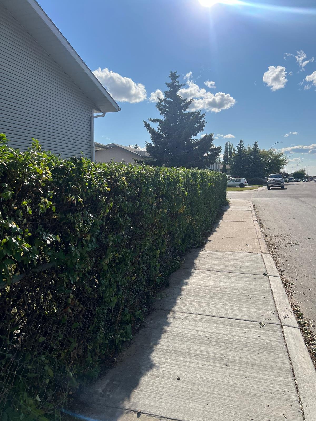 hedge trimming