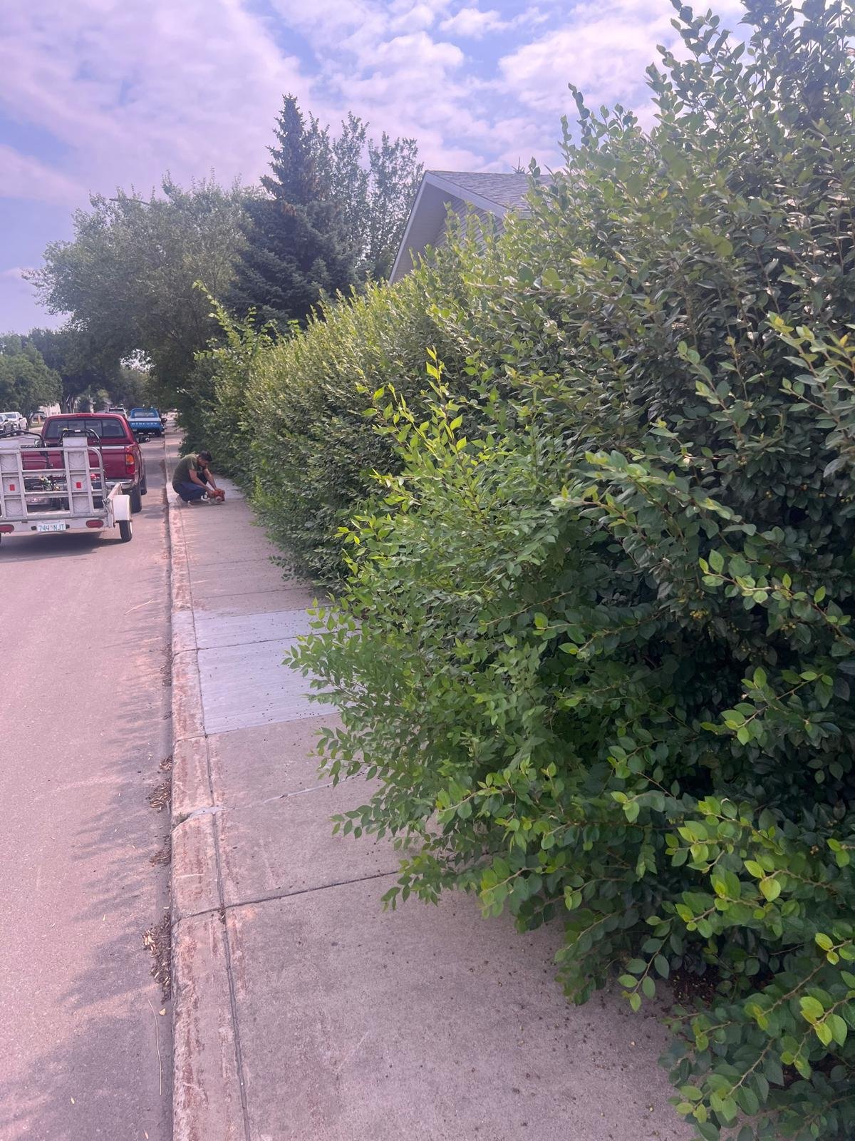 Before Hedge Trimming