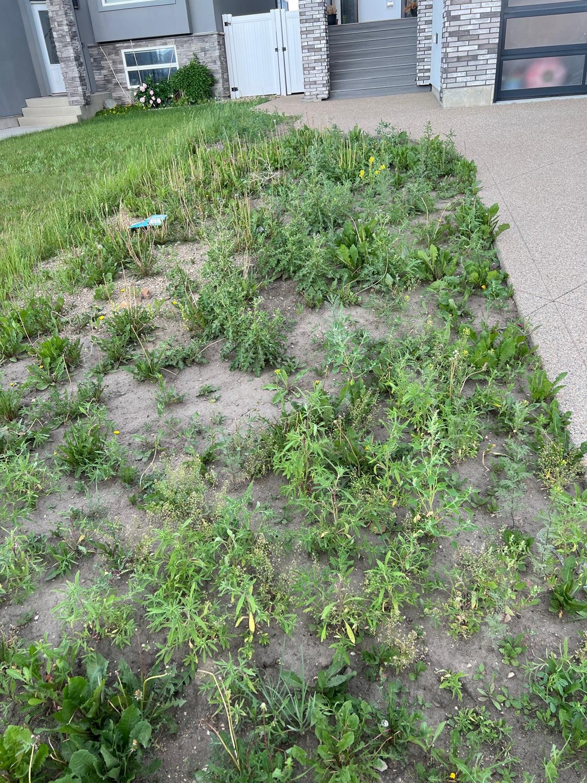 Before Image Yard