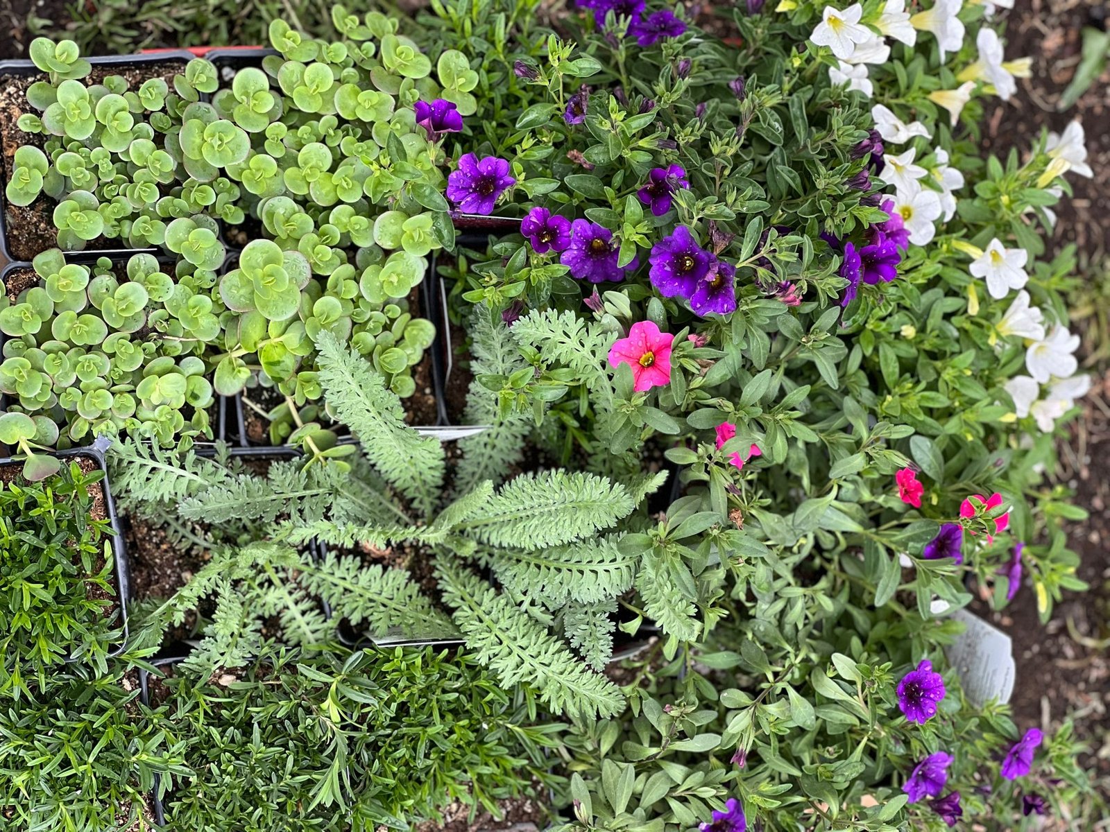 Seasonal Planting