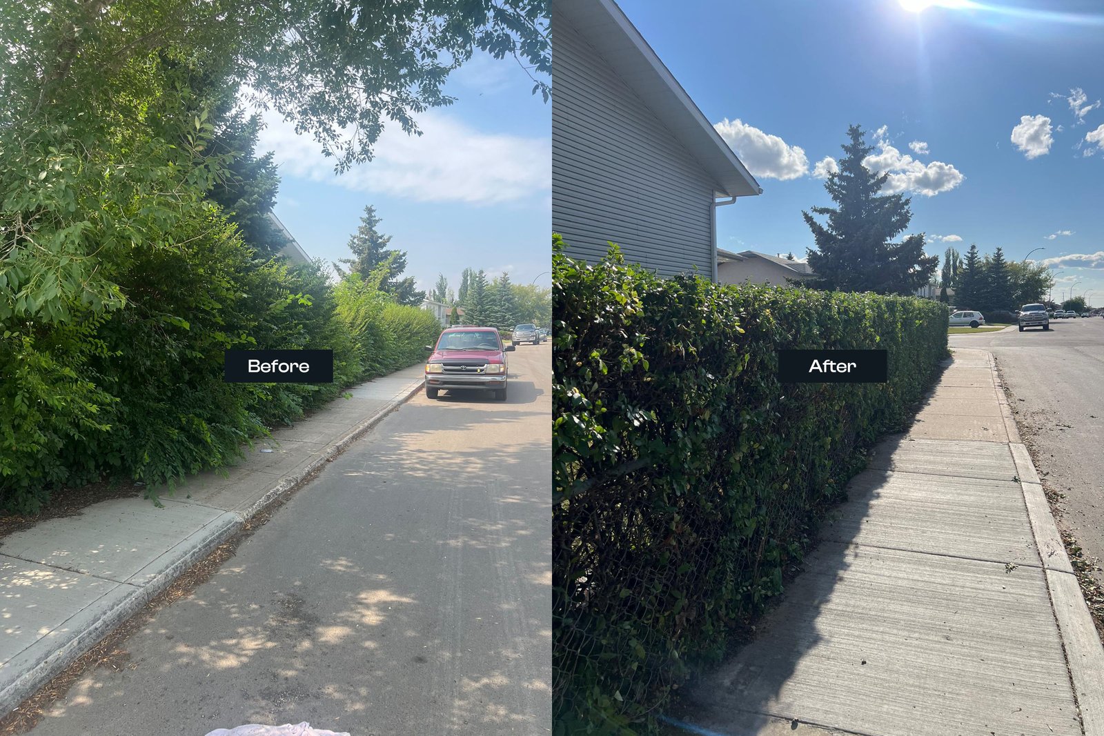 Hedge Trimming Service located in Saskatoon (Saskatchewan)