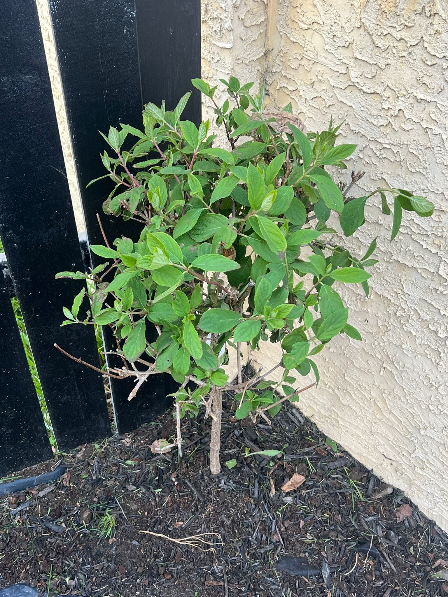 seasonal plantings